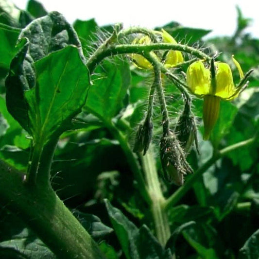 Tomato plant with green leaves and small yellow flowers in a garden setting.