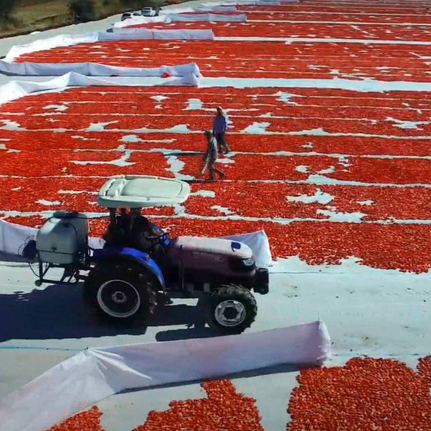 Tractor spreading red tomatoes on a large open area with people working nearby.