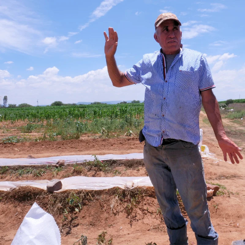 Farmer partner Don Jesus at his farm in Guanajuato, Mexico