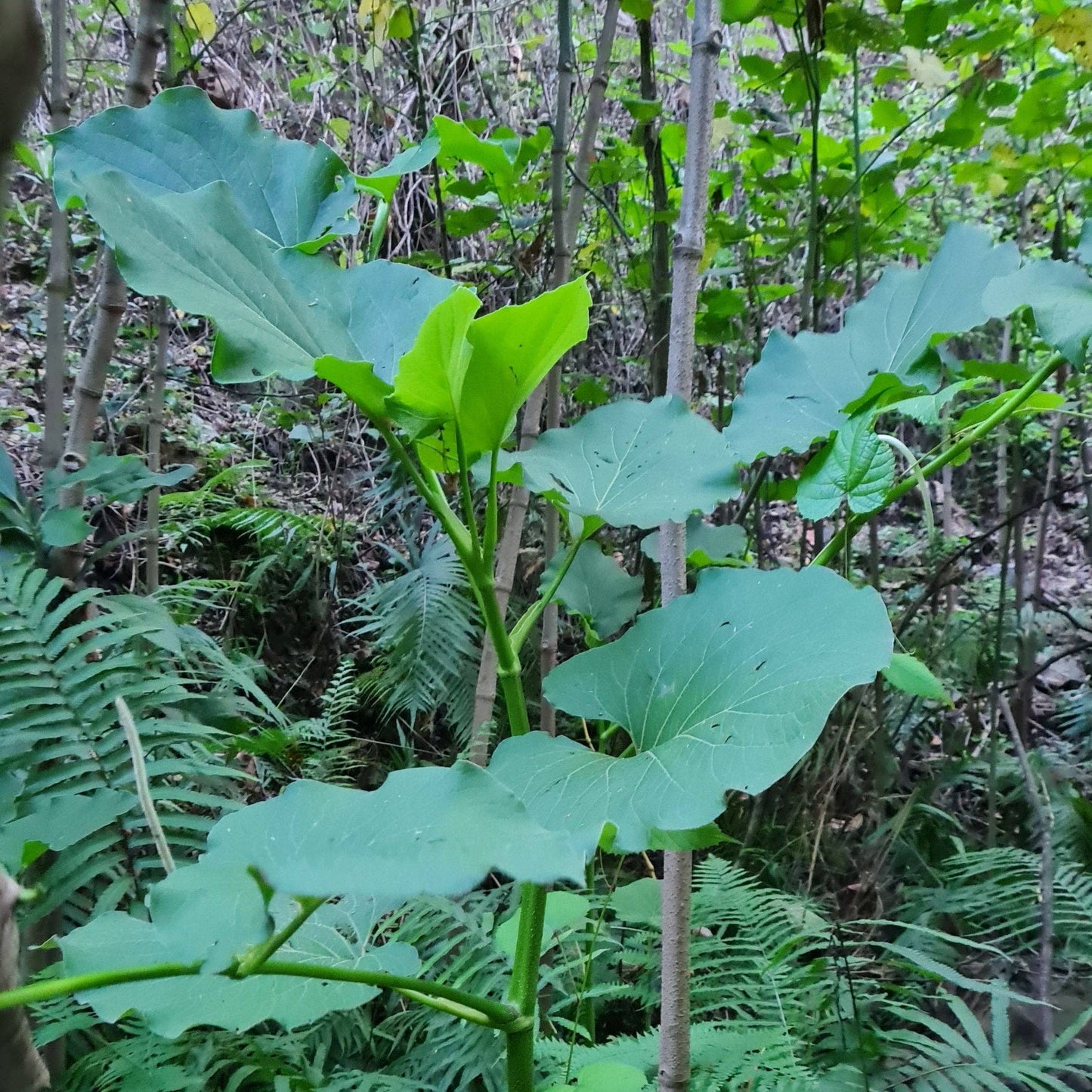 Large green leaves in a forest setting