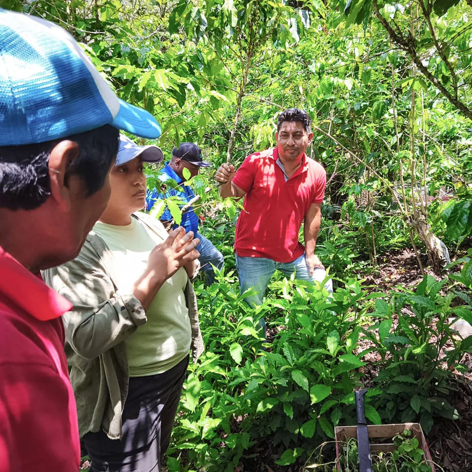 Group of people around plants in a forested area