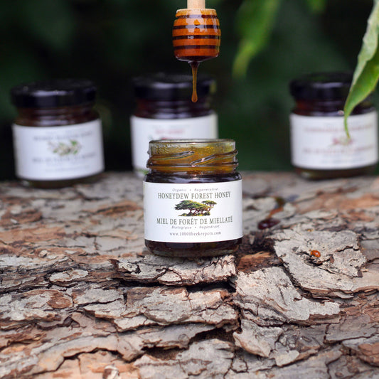 Jar of Honeydew Forest Honey on a tree branch with a honey dipper dripping honey.