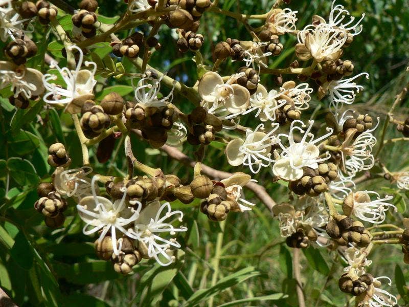 Close-up of a plant with white flowers and green leaves
