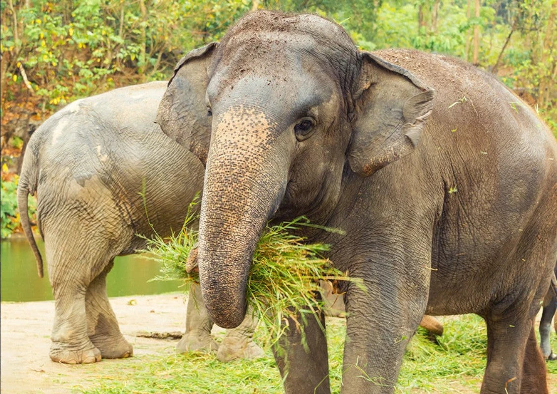 Two Asian elephants standing outdoors near water, with the front elephant eating green grass and foliage. One elephant is partially visible behind the other.