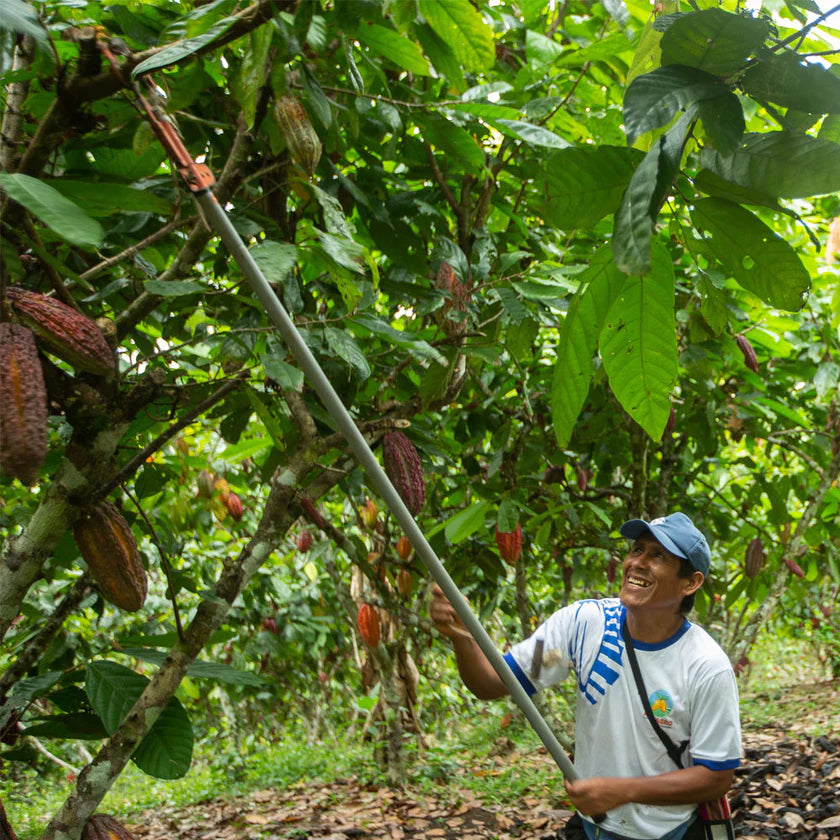 Smiling man harvesting cacao beans from a tree in a lush green forest