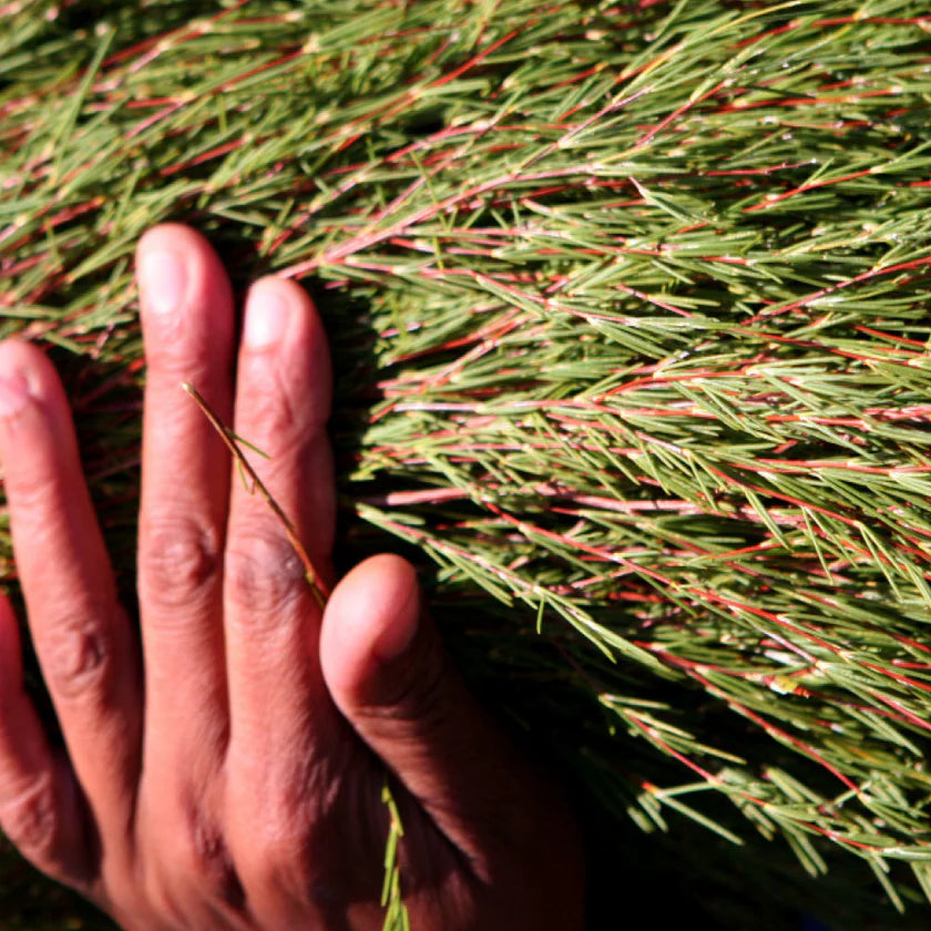 Hand holding a branch of green foliage with red tips