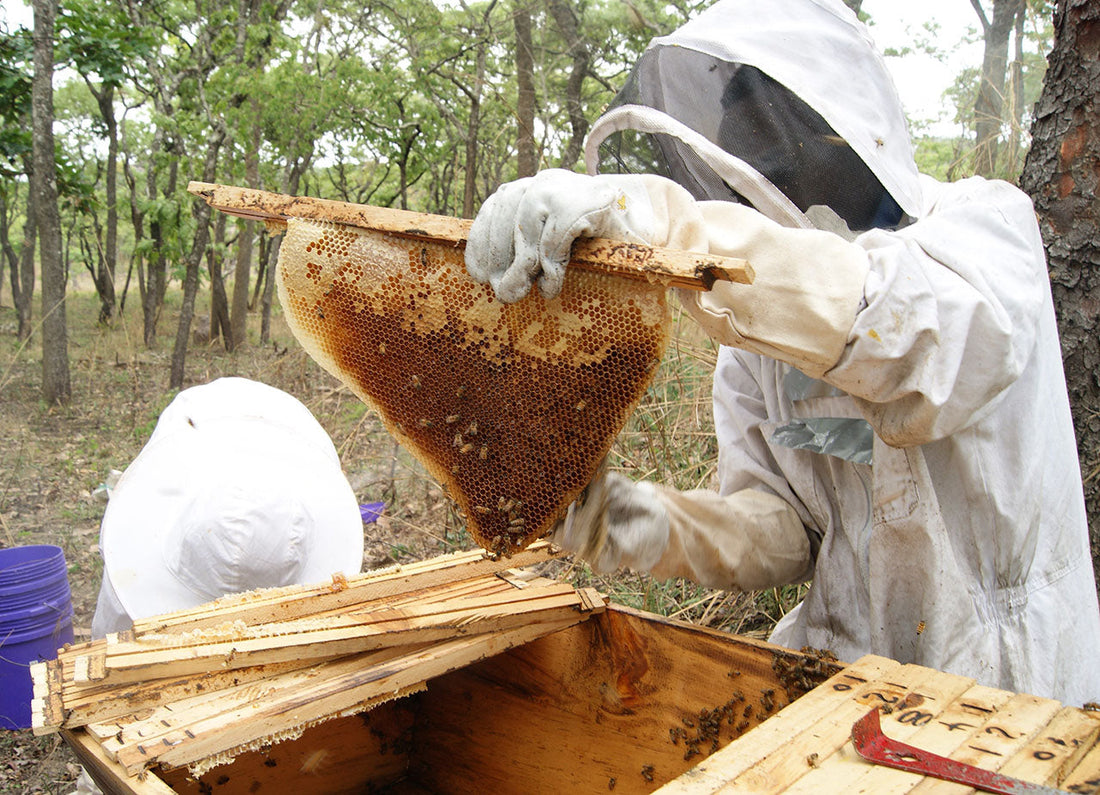 Artist Story: Supporting 10,000 African Beekeepers