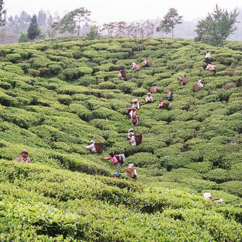 A wide view of a green tea plantation with many workers harvesting tea leaves from the rows on a hillside.