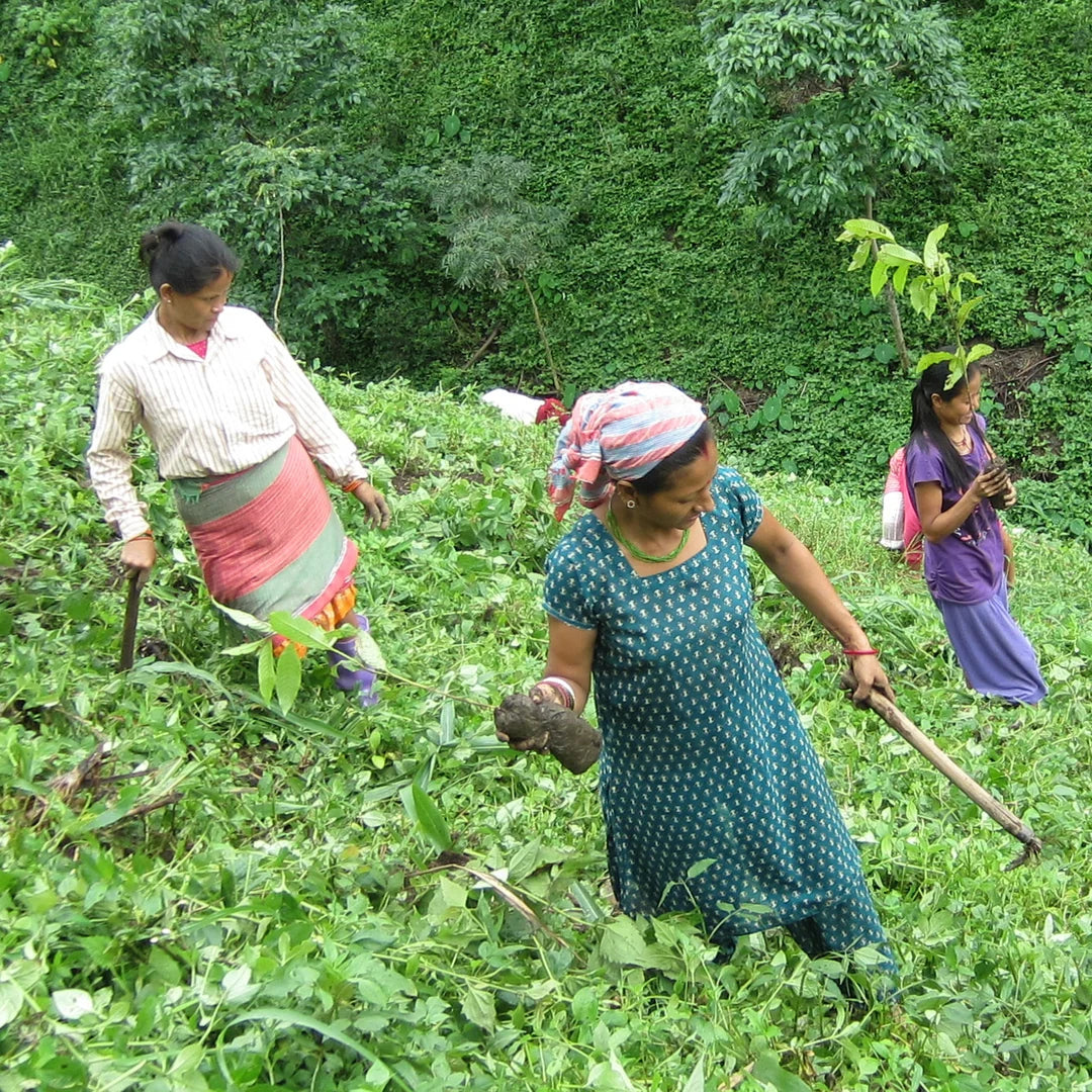 Three women working in a lush green field or tea plantation, using hand tools to cultivate the soil. The central woman wears a teal patterned dress and a pink and blue striped headscarf, while the other two wear traditional garments in beige, purple, and green.
