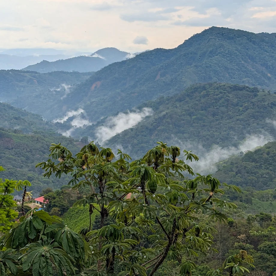 A tree with coffee pods is shown in the foreground with the forest of Bolivia in the background.