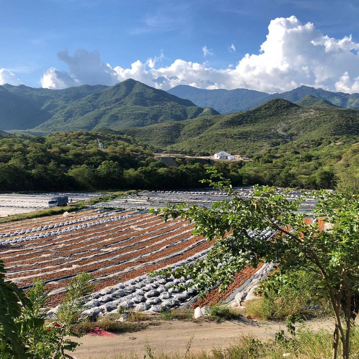 Agricultural field with rows of plants under a blue sky with clouds, surrounded by green mountains.