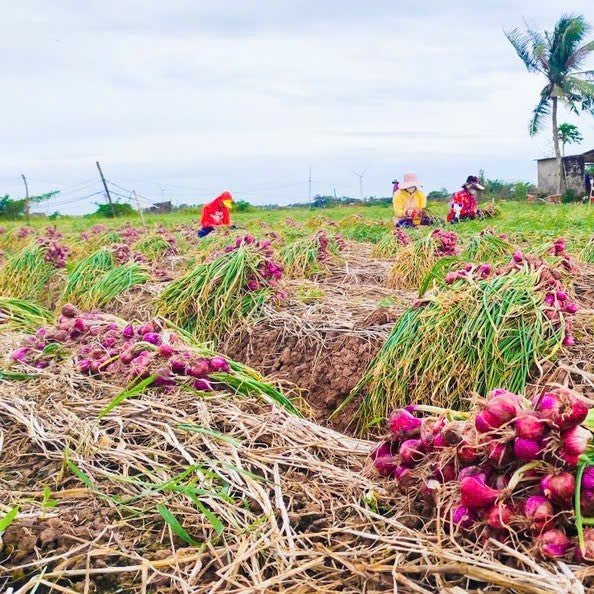 Bunches of purple shallots in the process of being harvested with workers in the background of a field.