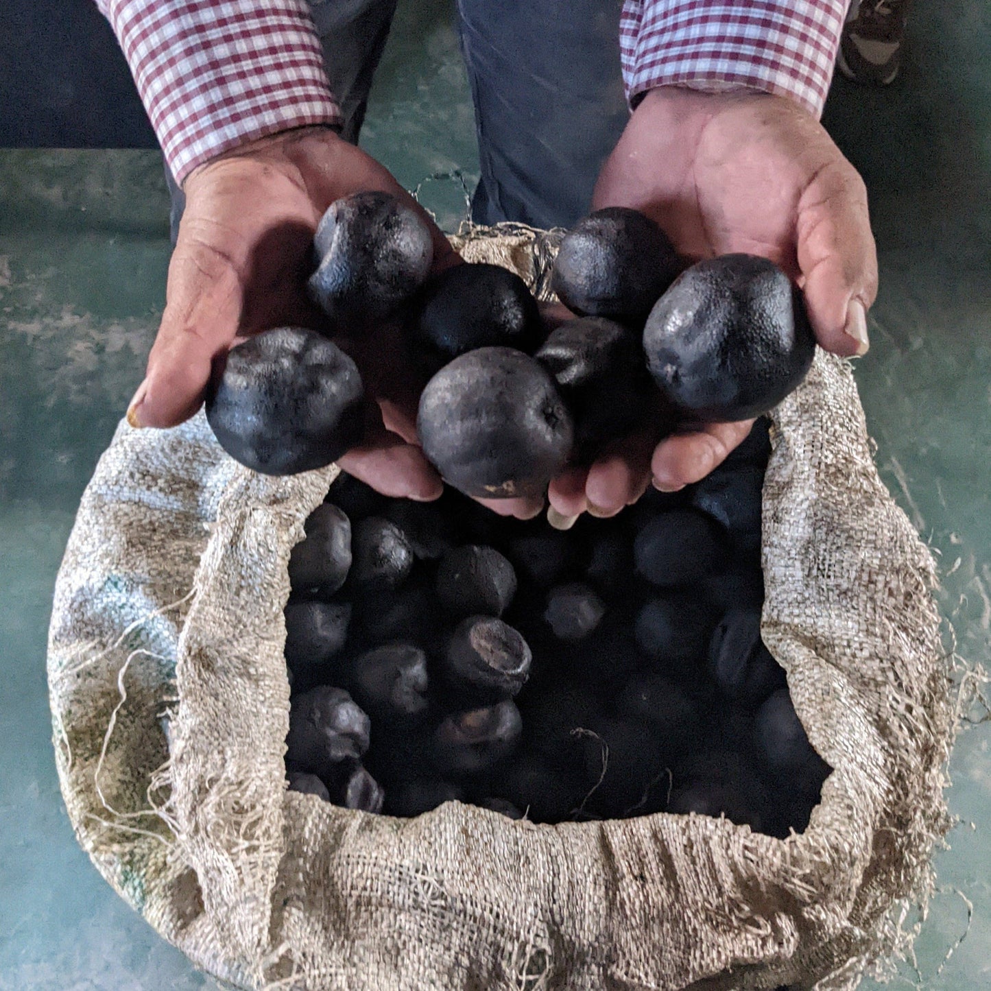 Person holding a bundle of dark fruits above a burlap bag filled with similar fruits.