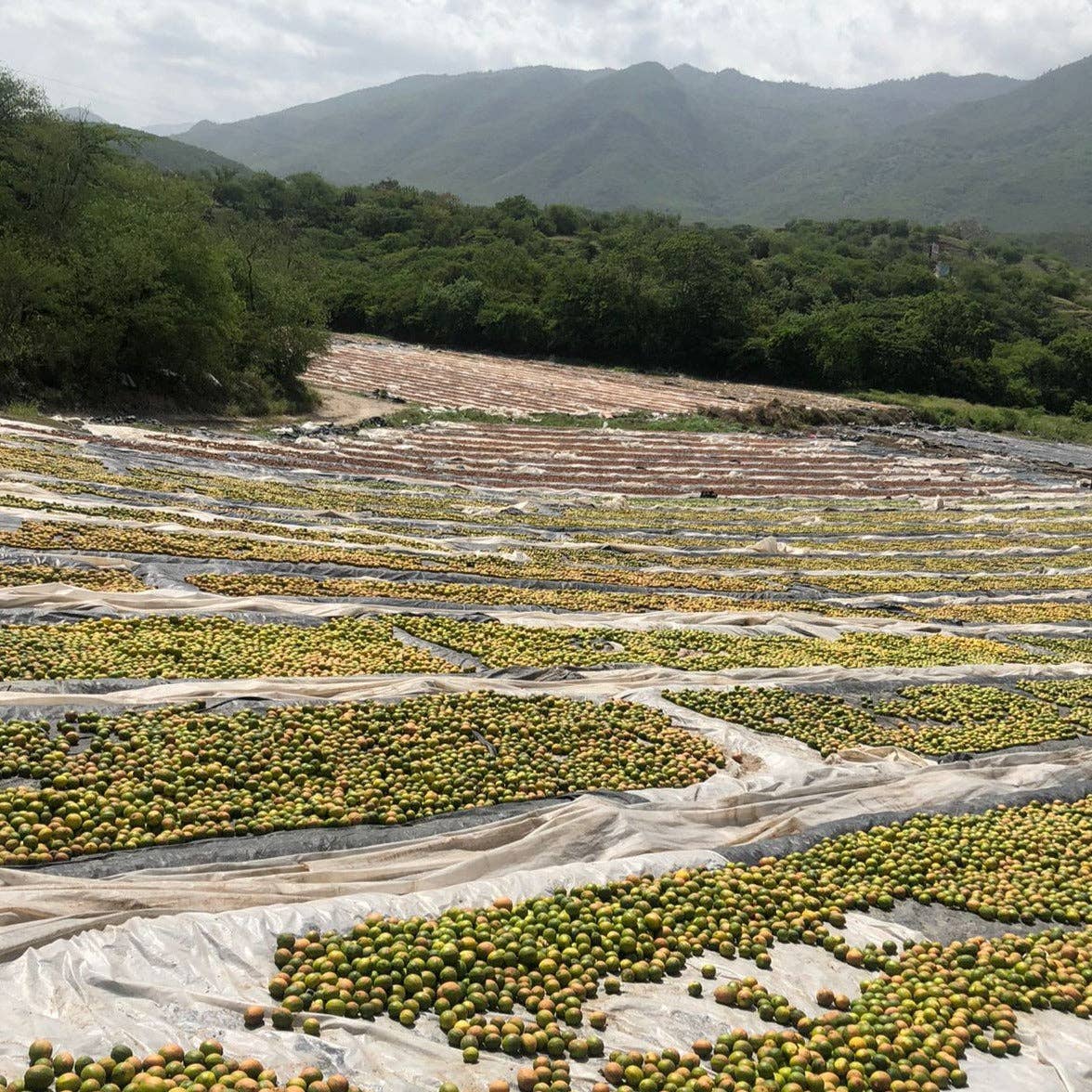 Limes laid out on trays to dry with mountains in the background