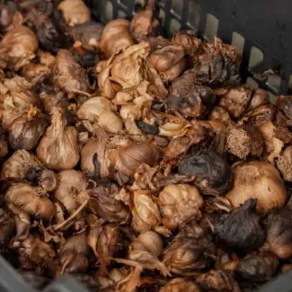 Close-up of dried garlic in a black container