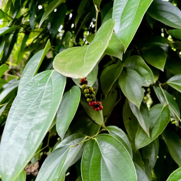 Close-up of green leaves with small red berries in a forest setting