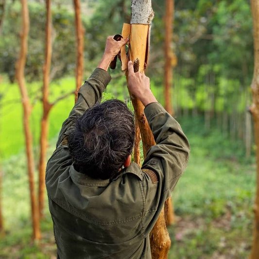 Person in a green jacket using a tool on a tree in a forest setting