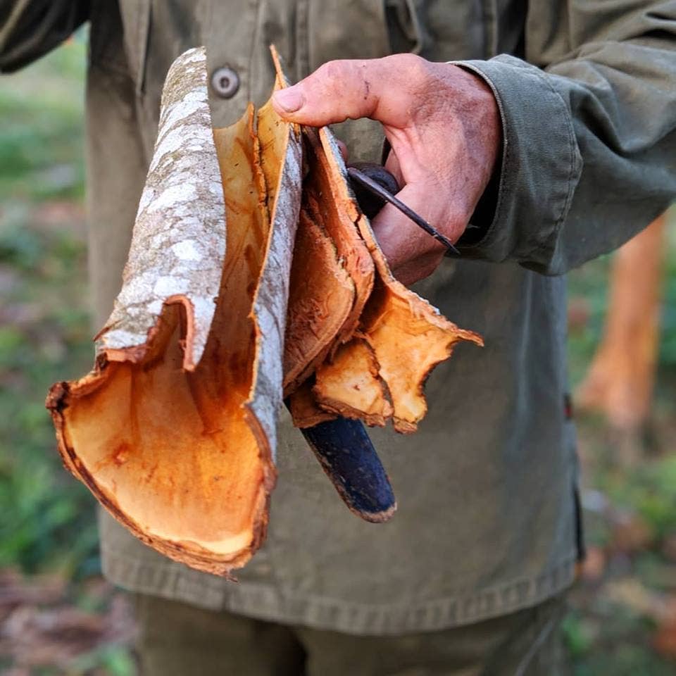 Person holding cinnamon bark with a knife in a forest setting