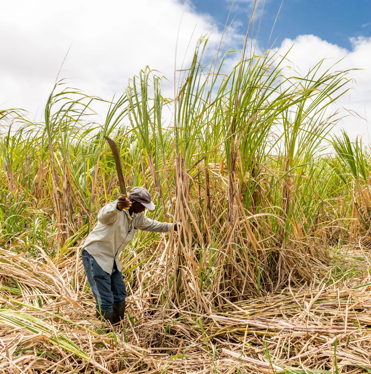A person in a field of tall sugarcane or grass, using a large machete to cut the stalks under a blue sky with white clouds.