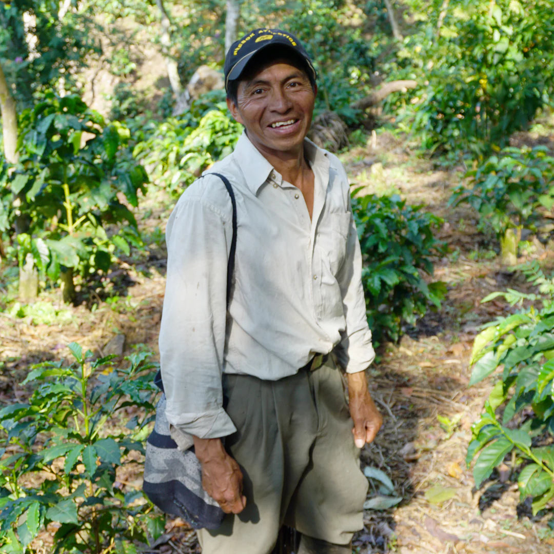 Man standing in a coffee plantation