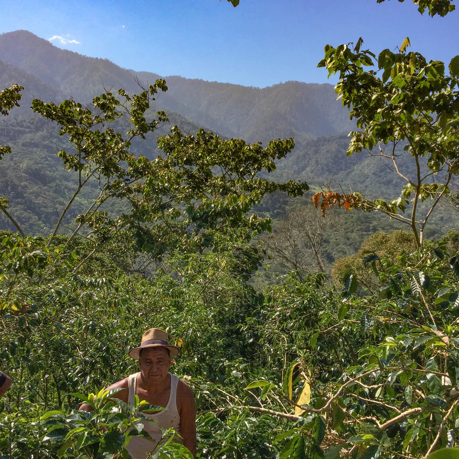 Man in a white top with straw hat walking through tall coffee plants