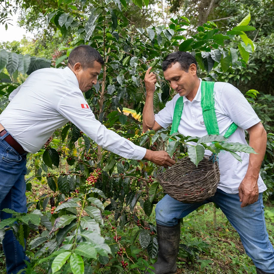 two men collect coffee beans into basket that will then be roasted.