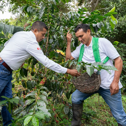 two men collect coffee beans into basket that will then be roasted.