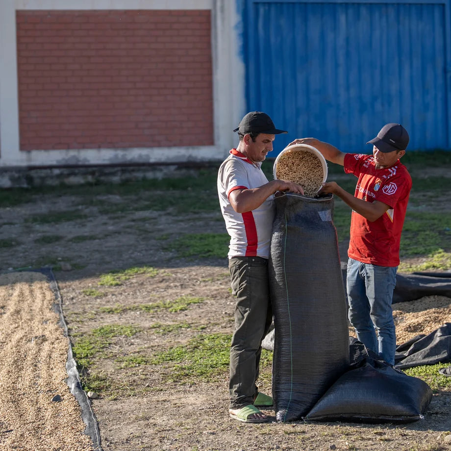 two men pouring roasted coffee beans into bean bag.