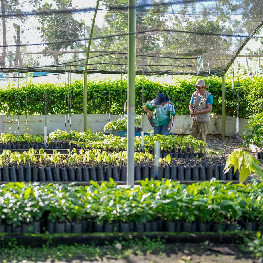 Two men take care of plant sprouts in greenhouse