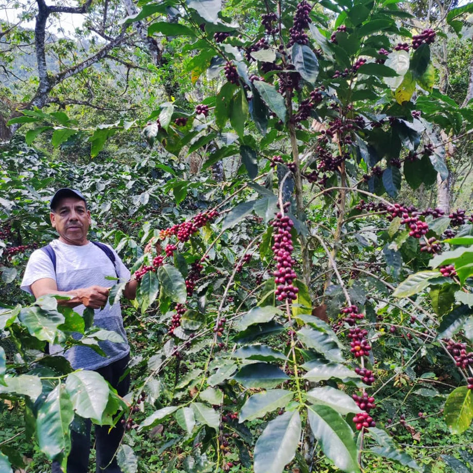 Man in a white shirt, baseball cap, and a backpack standing with a coffee plant with red beans and green leaves