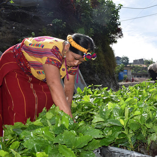 Woman in Yellow brightly striped top with a red striped skirt tending to coffee plants.