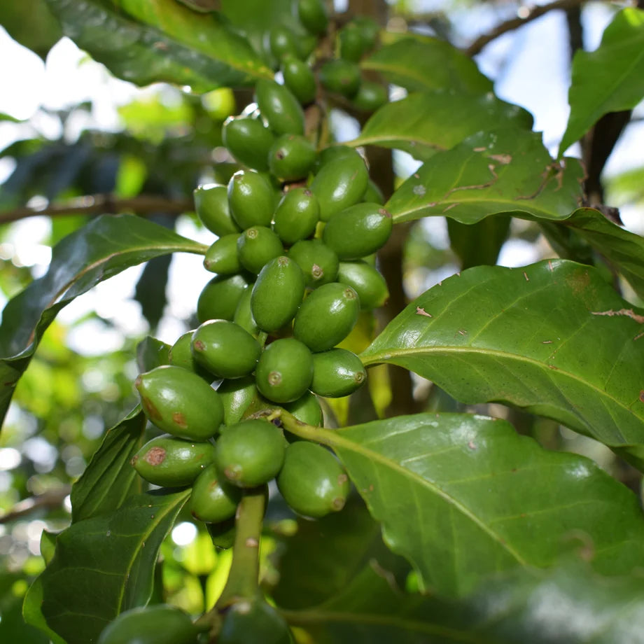 Close up of green coffee beans on the coffee plant.