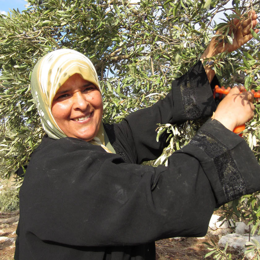 Palestinian woman harvesting olives in an olive grove