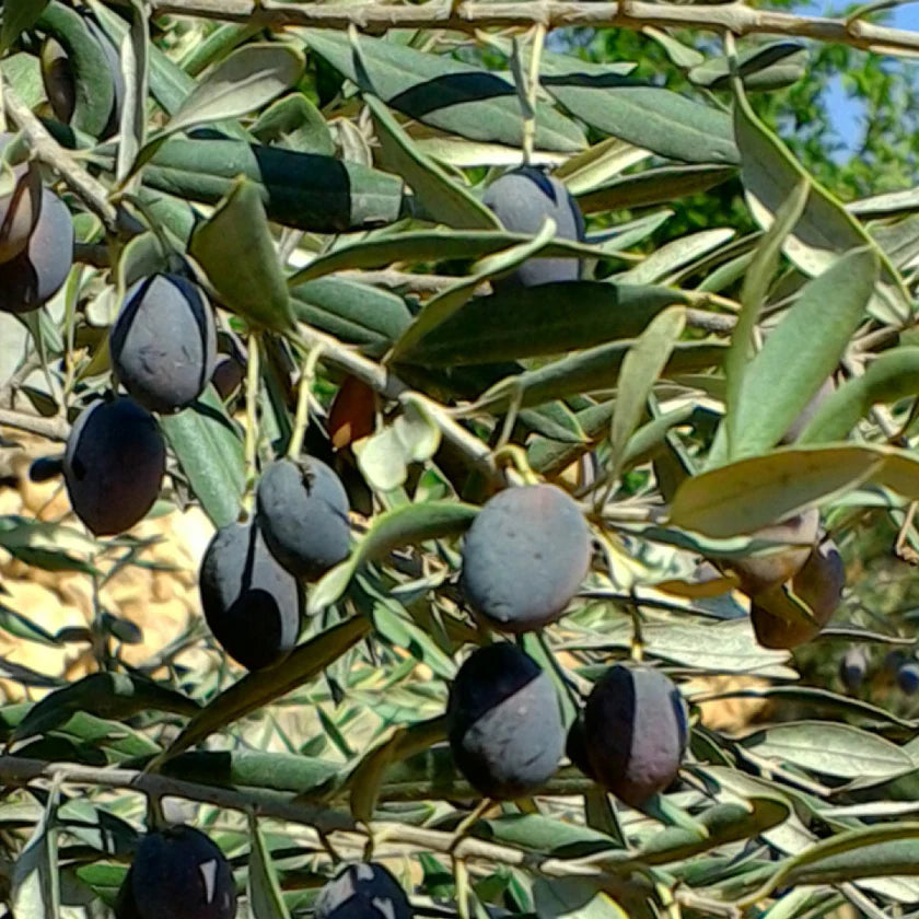 Olive tree with green and black olives on a branch