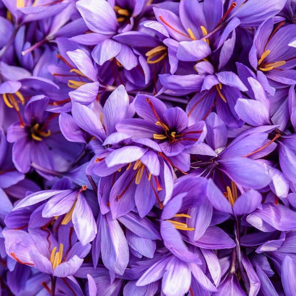 Close-up of purple flowers with yellow centers.