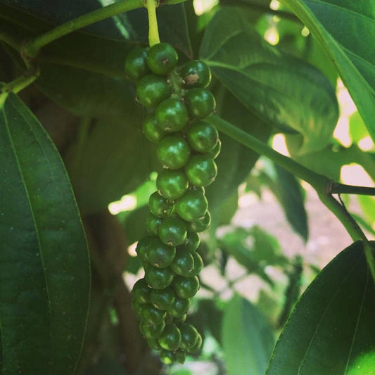 Green peppercorns hanging from a vine with leaves.