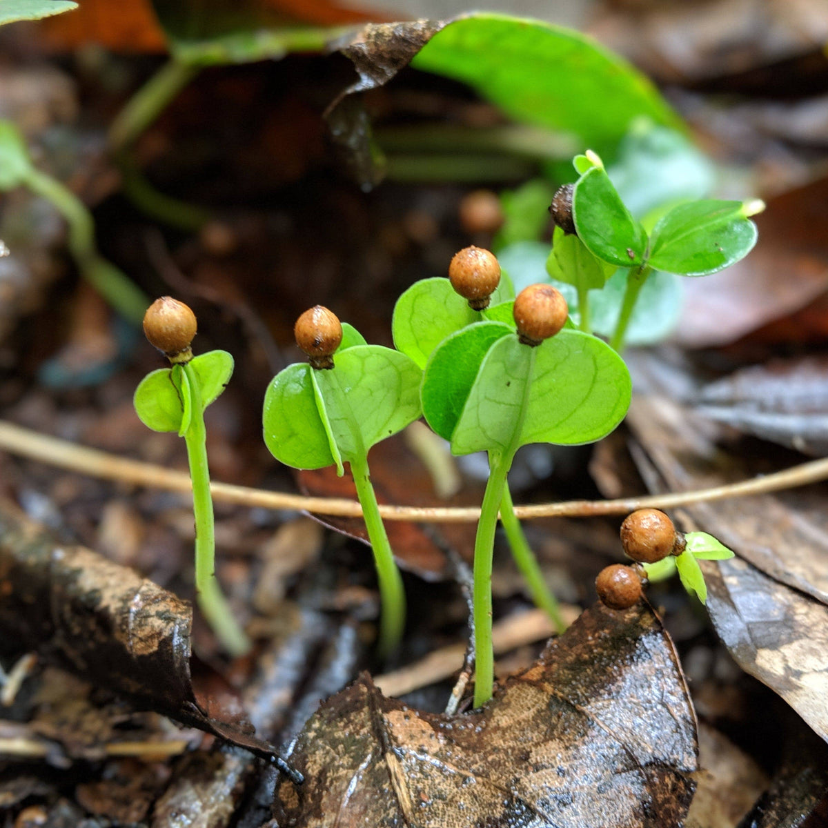 Small green peppercorns plants emerging from brown leaves on a forest floor