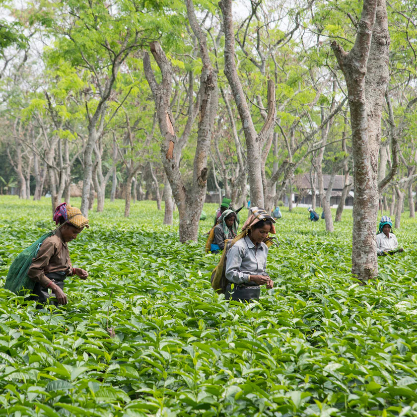 Farmers harvesting tea leaves in a treed area
