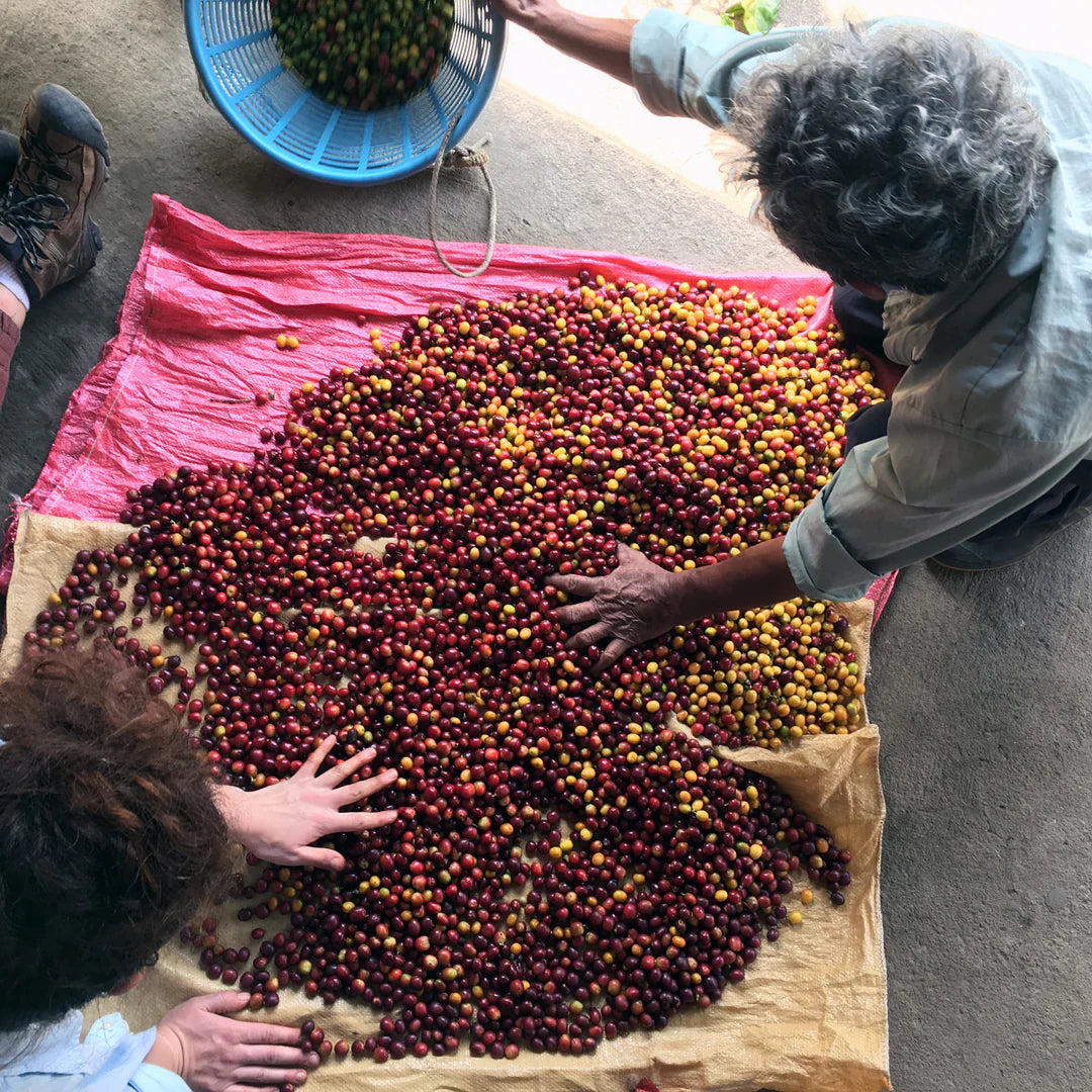 Two people sorting coffee fruit on a large spread-out cloth with a blue basket in the background.
