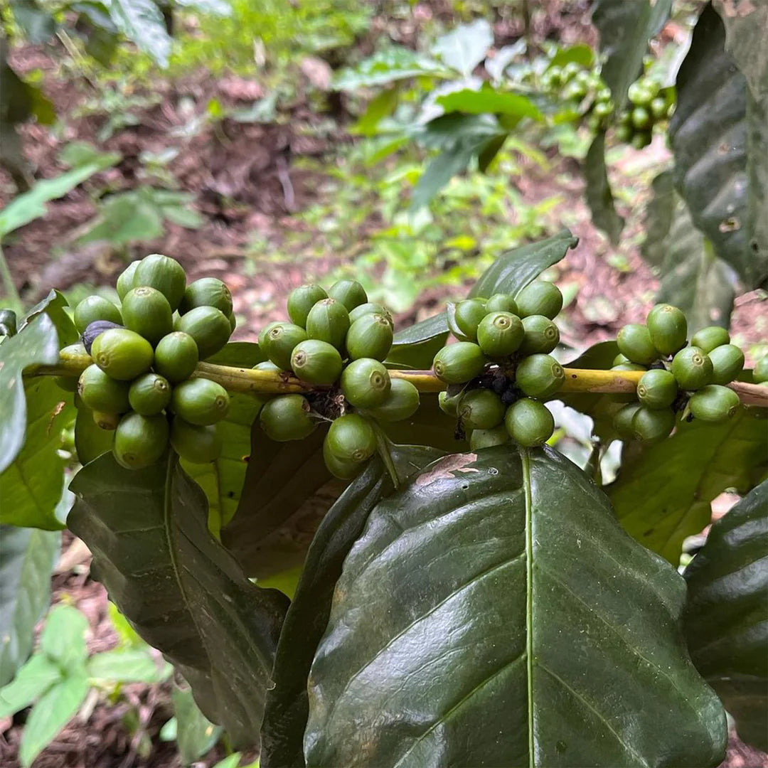 Green coffee berries on a branch with leaves in a forest setting