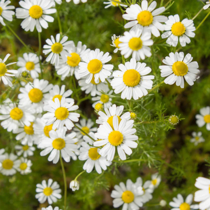 Close-up of white flowers with yellow centers on a green background