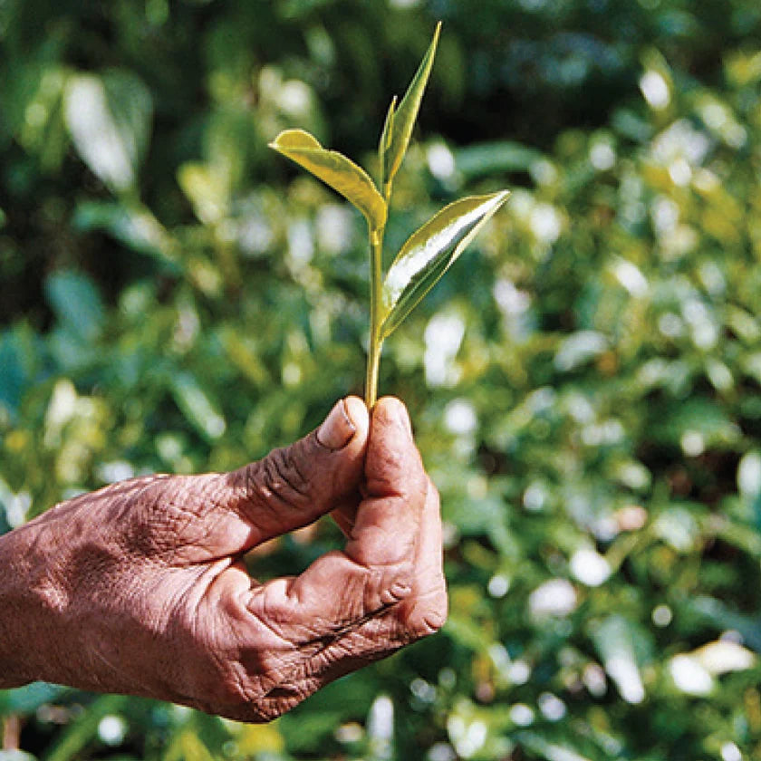 Hand holding a young tea leaf with a blurred green background