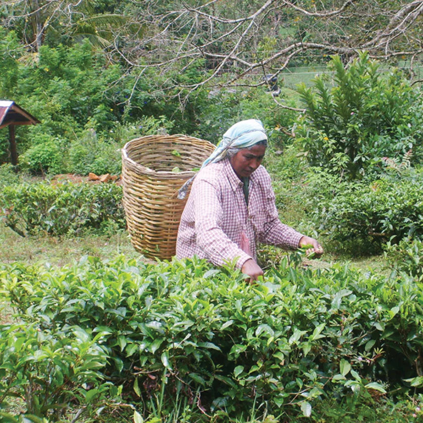 Woman picking tea leaves