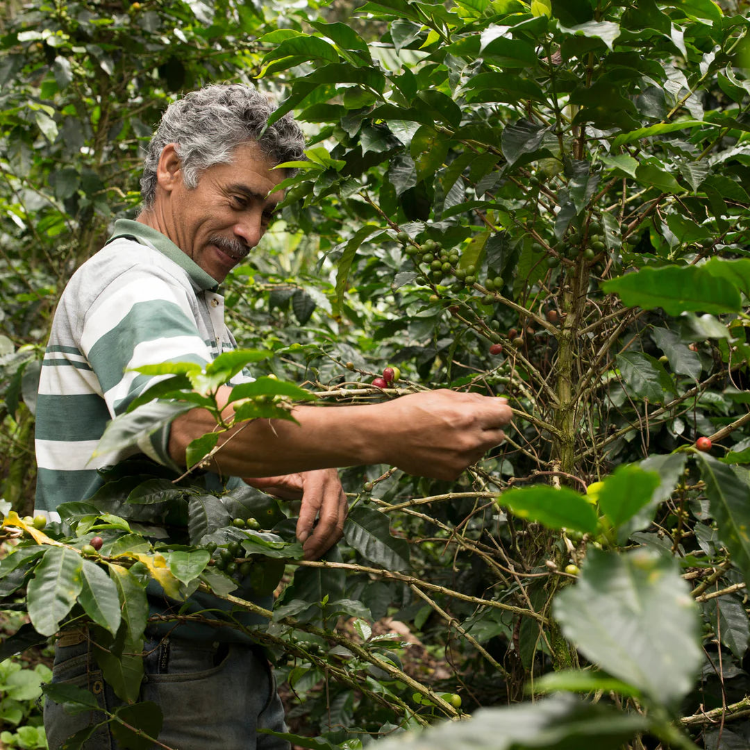 Man tending to coffee plants in a coffee plantation