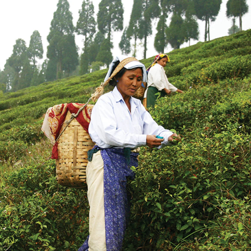 Two women working in a tea field with trees in the background