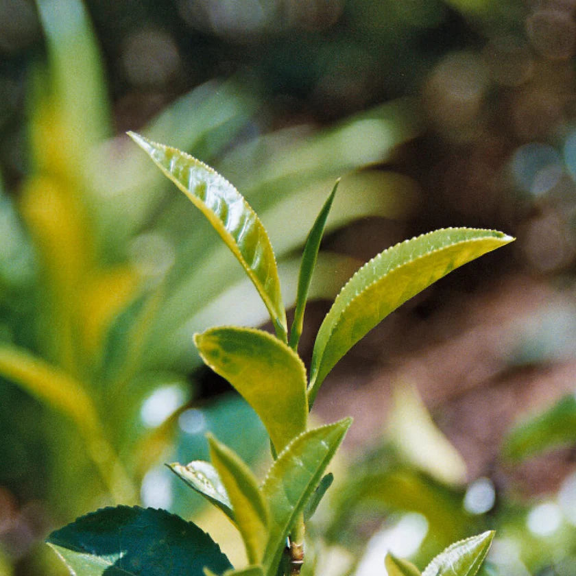Close-up of green tea leaves