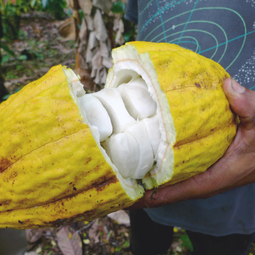 Cacao pod with white beans held in a hand