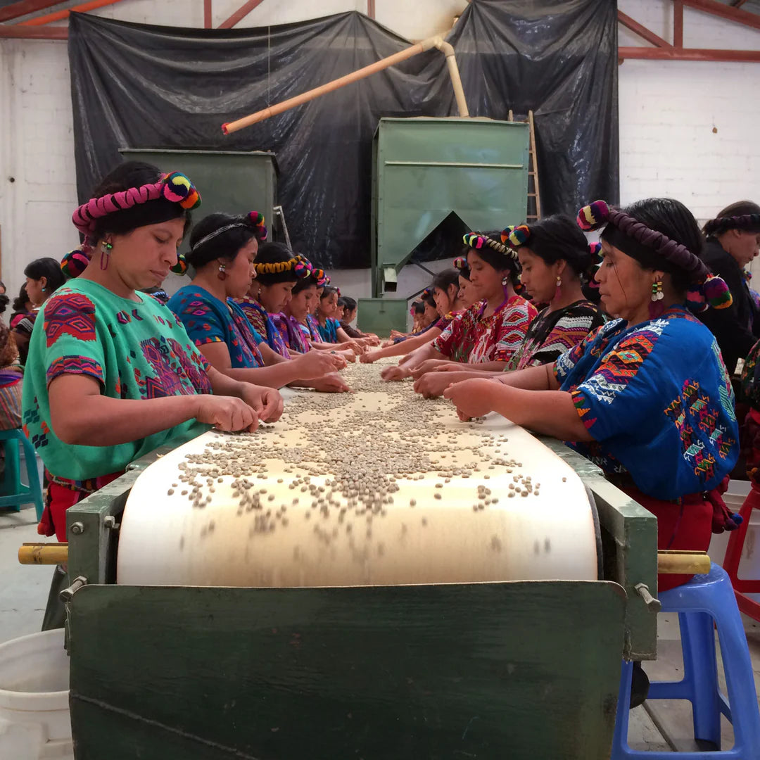 Group of women sorting coffee beans in a factory setting