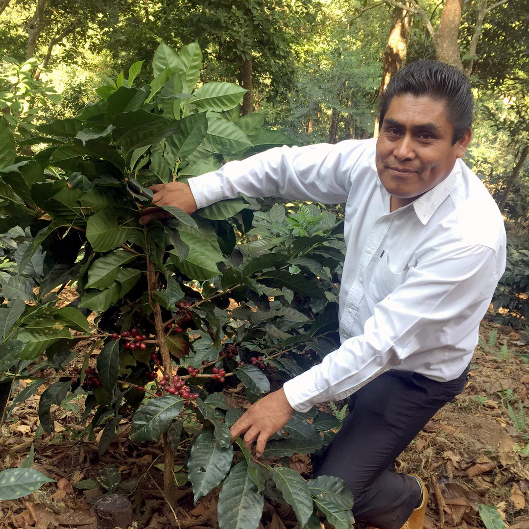 Man posing with coffee plants in a forested area