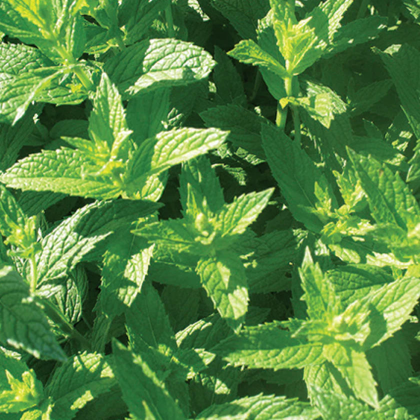 Close-up of green mint leaves